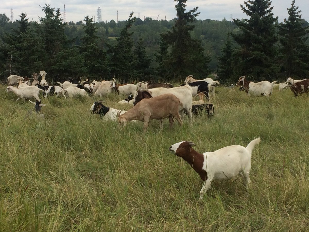 Weed-eating goats at Rundle Park in Edmonton on Monday, Aug. 14, 2017.