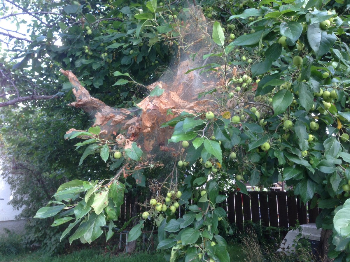 Explosion of caterpillars infesting parts of Winnipeg - image