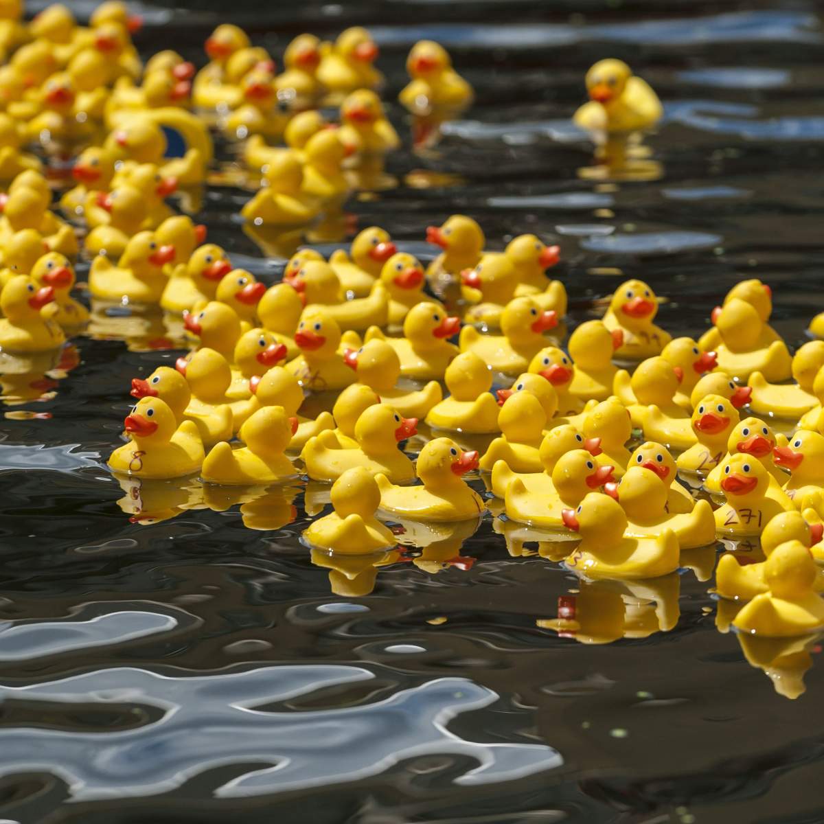 FILE: A rubber duck race takes place in the canal at Merchant Square, Paddington, with people on paddleboards and a leafblower in a canoe in assistance.  