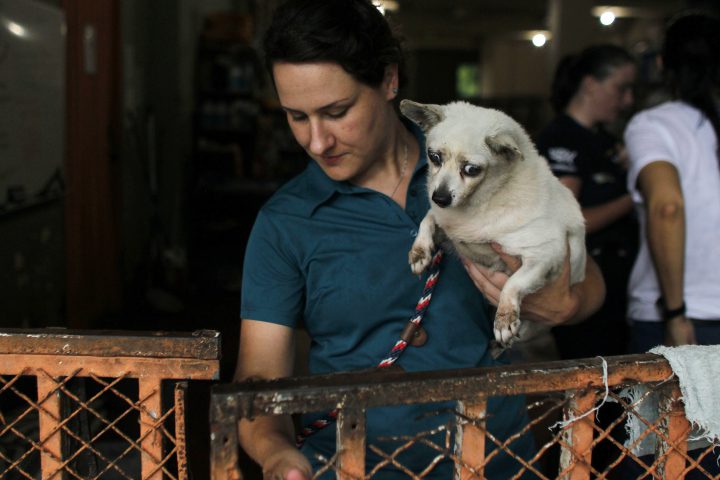 In this Aug. 22, 2017 photo, a volunteer carries a dog from the San Francisco de Asis Animal Sanctuary to a van to be transported to the airport to get airlifted to the U.S.