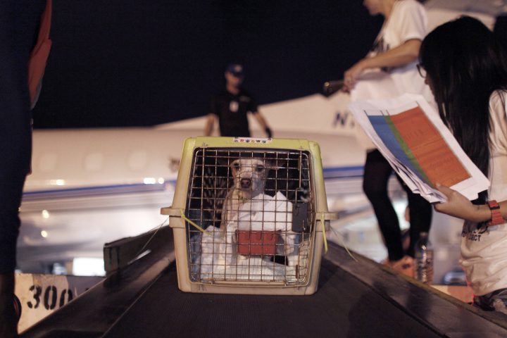 In this Aug. 22, photo, a dog is loaded into a charter plane to get airlifted to U.S. in San Juan, Puerto Rico.