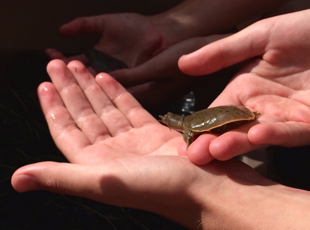 A spiny softshell turtle, before being released into the Thames River by the Upper Thames River Conservation Authority in August 2017.