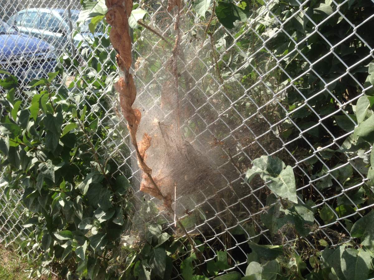 Explosion of caterpillars infesting parts of Winnipeg - image