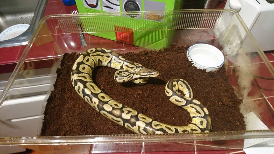 Calgary friends find ball python in condo laundry room, name it T ...