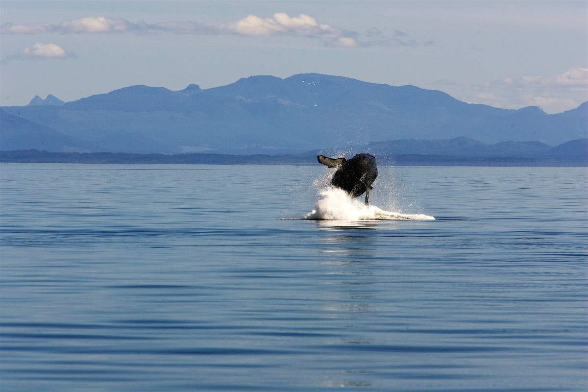 A Humpback Whale, leaps out of the water near Port Hardy, British Columbia on August 13, 2008. The Humpback whale perhaps the best known of the baleen whales, occurring in all oceans. The community of Port Hardy is located at the tip of Vancouver Island.
