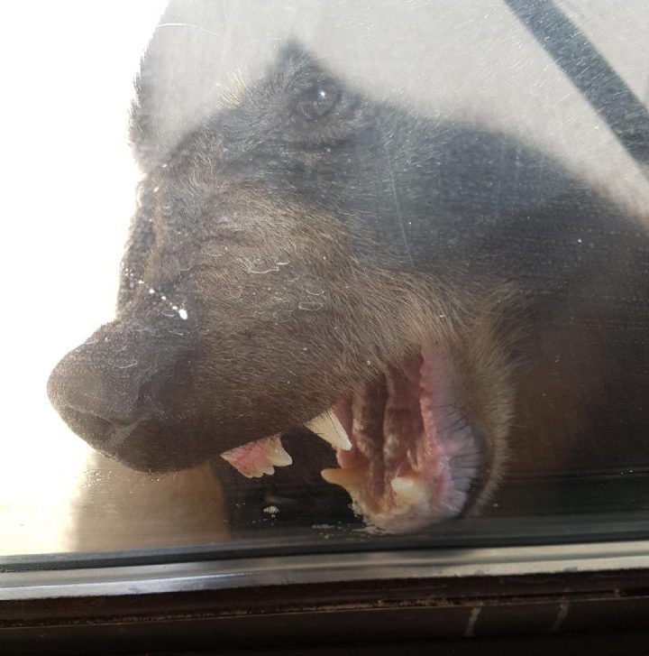 File photo. Fewer bears were destroyed this August 2017 compared to last year, which is a change in pace for this summer.