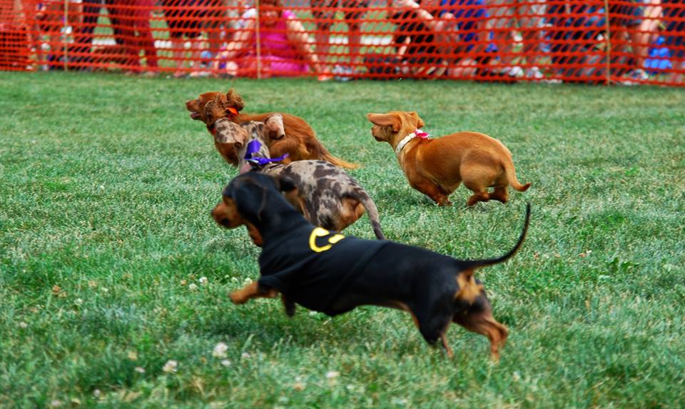 Wienerpawlooza Hamilton - image
