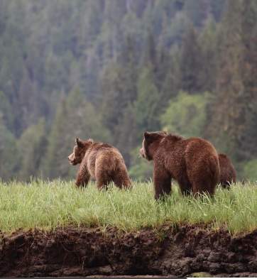 justREEL film series – The Grizzly Truth - image