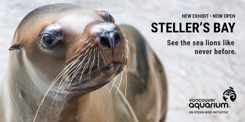 Come Nose To Snout With Steller Sea Lions At Vancouver Aquarium 