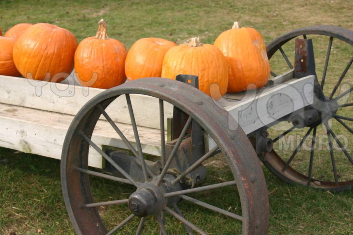Fall Art, Handicraft & Market Fair - image