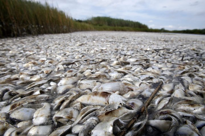 Dead zones in the Gulf of Mexico may be a factor in the deaths of marine animals.