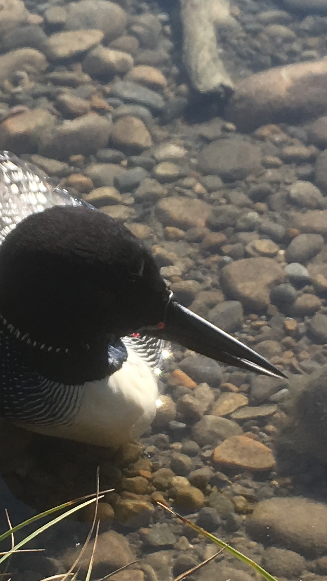 Morning News: Loon looking for a rescue swims up to the right people in west-central Alberta - image