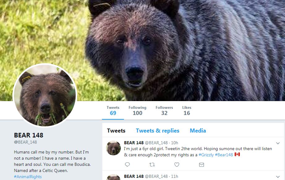 An anonymous Twitter account in the name of Bear 148 is gaining followers since its creation at the beginning of August. 