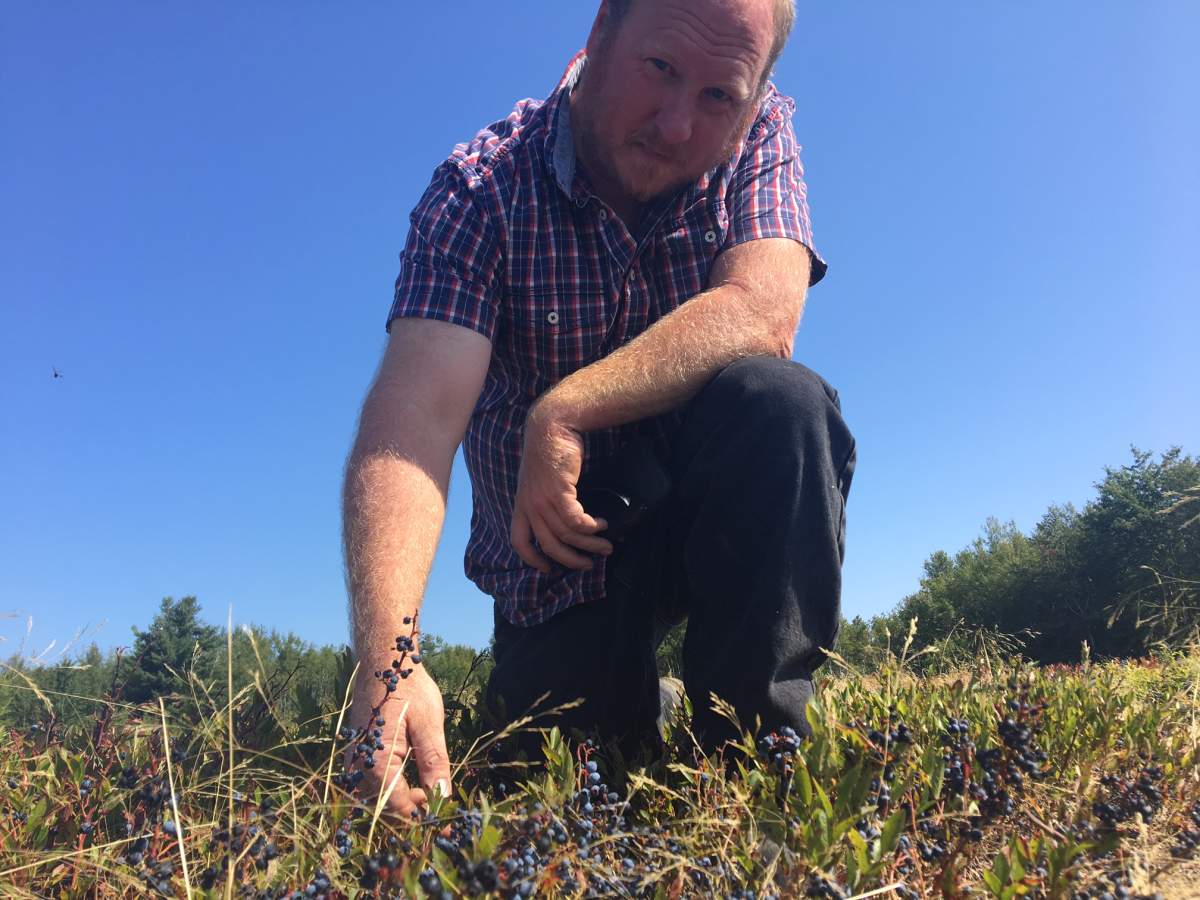 Brett Reidpath examines blueberries on his farm. He says weather conditions have resulted in a significant drop in yield.