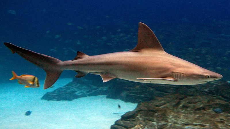 Brown, or sandbar shark, at the Georgia Aquarium.