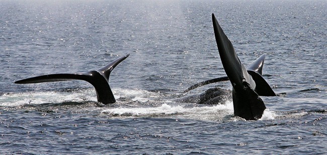 In this April 10, 2008 file photo, a ballet of three North Atlantic right whale tails break the surface off Provincetown, Mass., in Cape Cod Bay. Marine conservation groups say the endangered North Atlantic right whale is having such a bad year for accidental deaths in 2017 that all the mortality could challenge the species' ability to recover in the future. There are thought to be no more than 500 of the giant animals left. Biologists say there have been 12 known deaths of the whales since April, meaning about 2 percent of the population had died in just a few months.