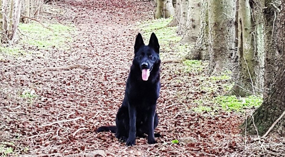 On Monday, St. Thomas Police announced the service's first ever K9 has retired due to medical issues.