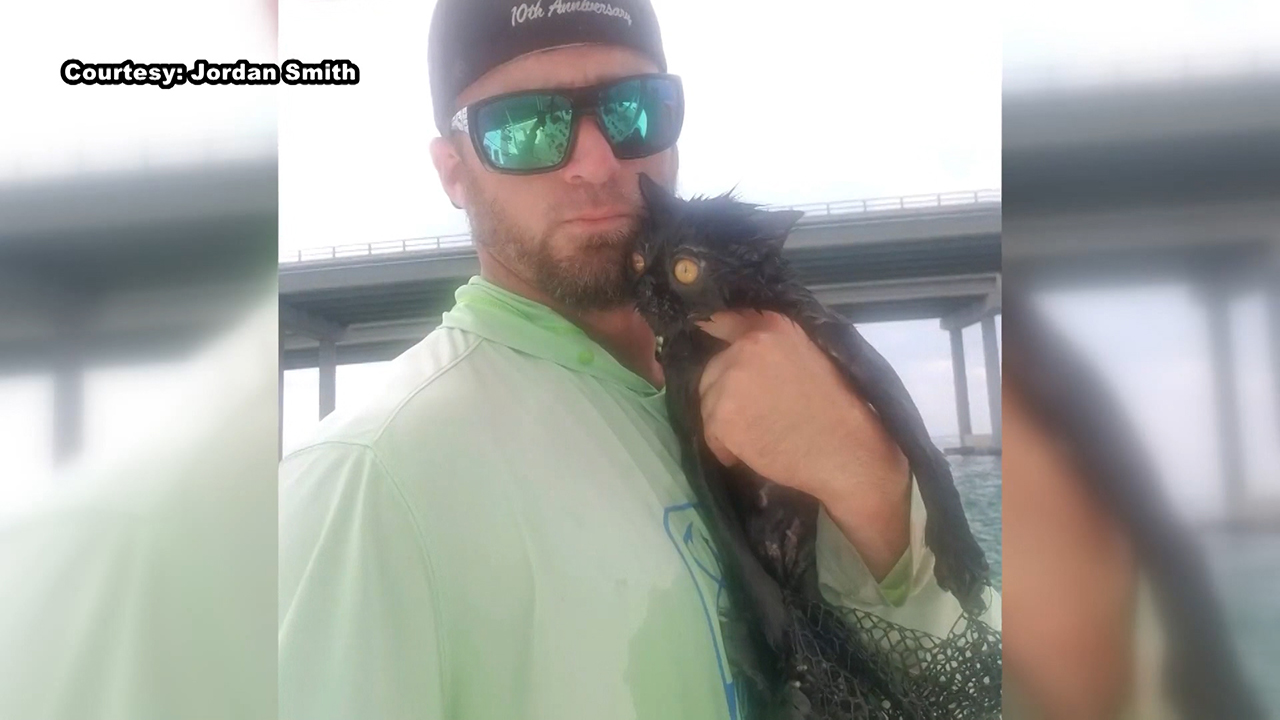Pregnant cat apparently thrown from bridge rescued by Florida boat ...