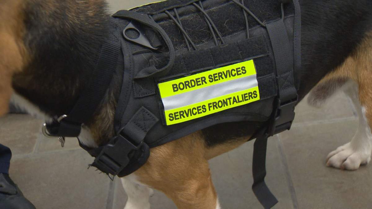 The Canada Border Services Agency’s detector dog Spencer pictured at Halifax Stanfield International on Aug. 24, 2017.