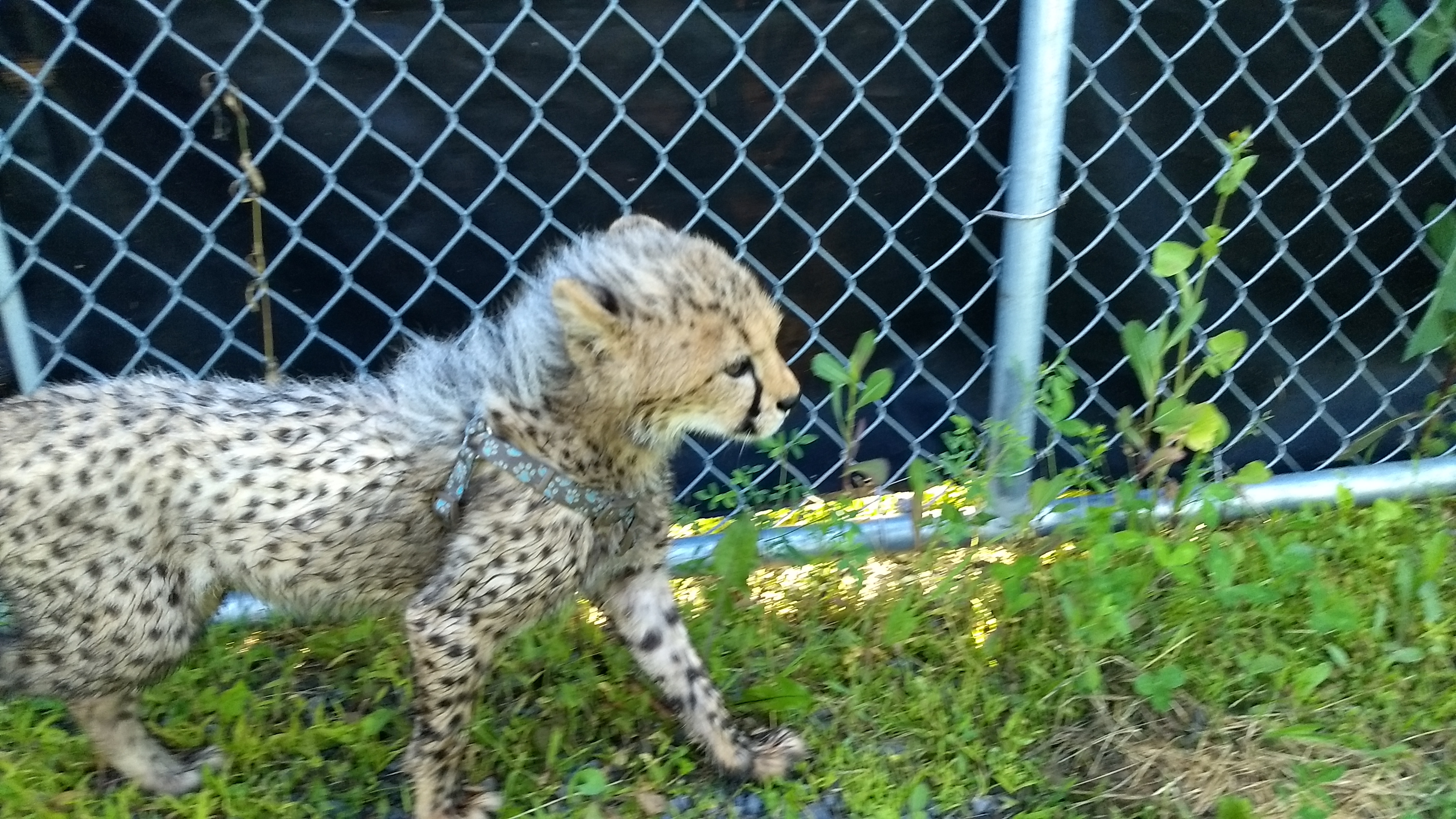 Parc Safari unveils Quebec's first cheetahs bred in captivity