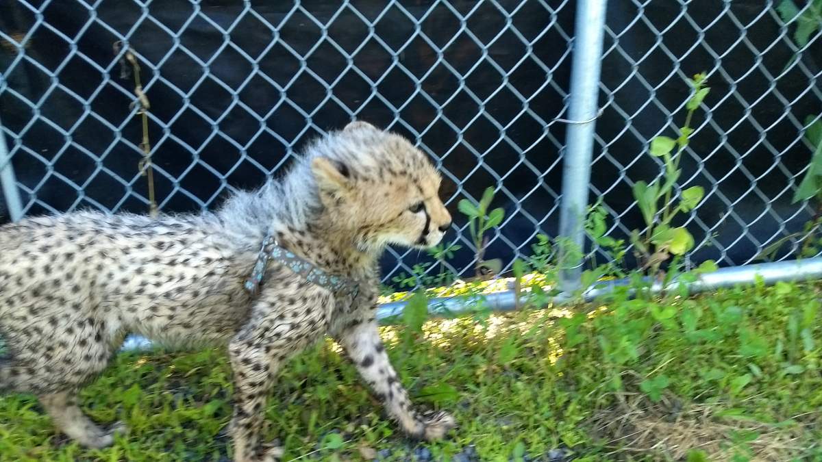 This is one of two terminally cute cheetah cubs at Parc Safari.