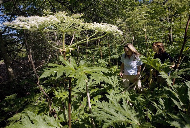 Nature Conservancy of Canada is urging people to be on the lookout for giant hogweed.
