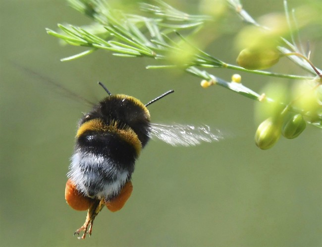 Researchers at the University of Guelph found that bumblebee queens exposed to a pesticide called thiamethoxam were 26 per cent less likely to lay eggs to start a colony.