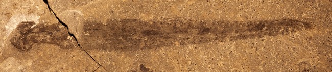 The fossil Capinatator praetermissus, which was discovered in the Collins Quarry on Mt. Stephen, Yoho National Park, B.C., is seen in this undated handout image.