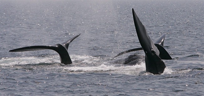 A ballet of three North Atlantic right whale tails are all that is visible of this surface active group (SAG) in Cape Cod Bay, near Provincetown, Mass., Thursday, April 10, 2008. 