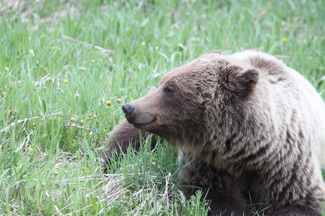 A grizzly bear is seen in this undated handout photo.