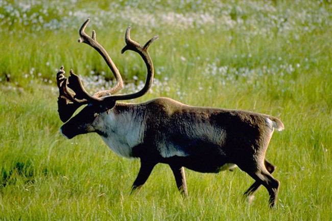 A Woodland caribou bull is shown in an undated handout photo.