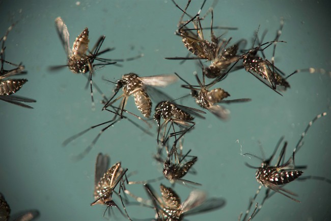 In this Sept. 29, 2016 file photo, Aedes aegypti mosquitoes, responsible for transmitting Zika, sit in a petri dish at the Fiocruz Institute in Recife, Brazil.
