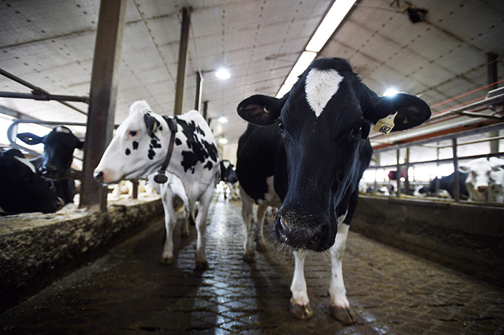 Dairy cows are shown in a barn on a farm in Eastern Ontario on Wednesday, April 19, 2017. 