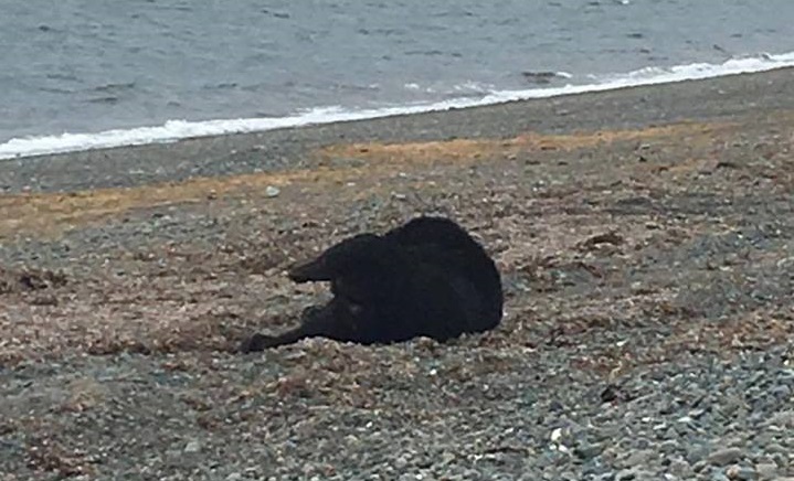 The bear was found on a beach just east of Sandspit on Haida Gwaii.