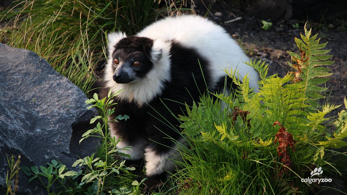 The Calgary Zoo announced the death of a black-and-white ruffed lemur on Aug. 25, 2017.