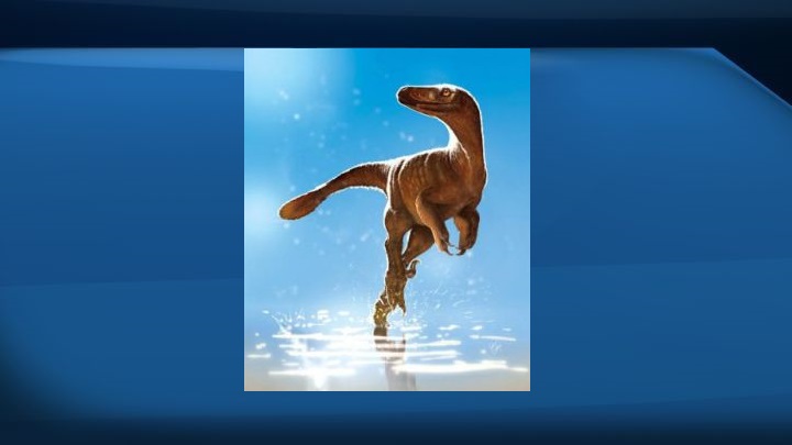 A Latenivenatrix mcmasterae dinosaur is shown in a handout illustration. Dinosaur hip bones unearthed by a University of Alberta paleontology student are shaking up the family tree of a group of small meat-eaters that lived 75 million years ago, and the student is paying tribute to his mother in the name of one of the new species for her unwavering support.