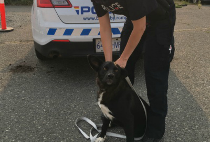 RCMP are hoping to reunite a dog with her owner. 