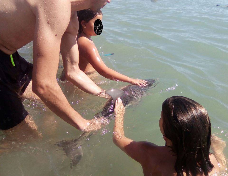 Tourists improperly handle a baby dolphin, including covering its blowhole, Equifac said.