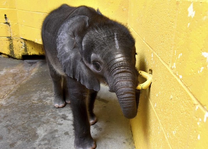 In this July 21, 2017 photo, the Pittsburgh Zoo & PPG Aquarium's baby elephant teethes on a metal loop in its enclosure in Pittsburgh. The zoo said the baby elephant that had a feeding tube inserted to help it gain weight has been euthanized.