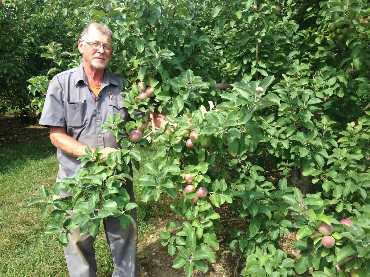 Eugene Hoyt says many apple won't reach their full size this year because of dry crops due to lack of rainfall.