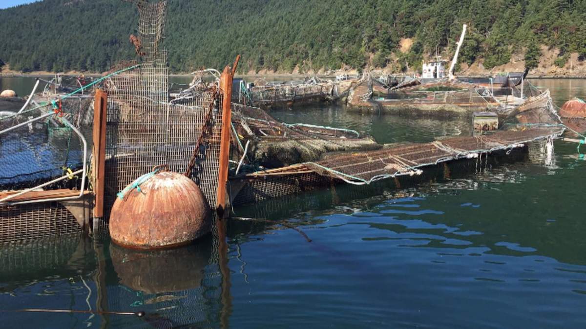 Thousands of fish escape from a Cooke Aquaculture fish farm off the West Coast near Victoria, B.C. 