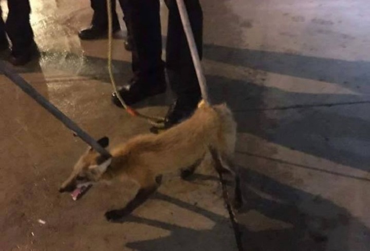 Montreal police capture the fox that was roaming McGill Metro.