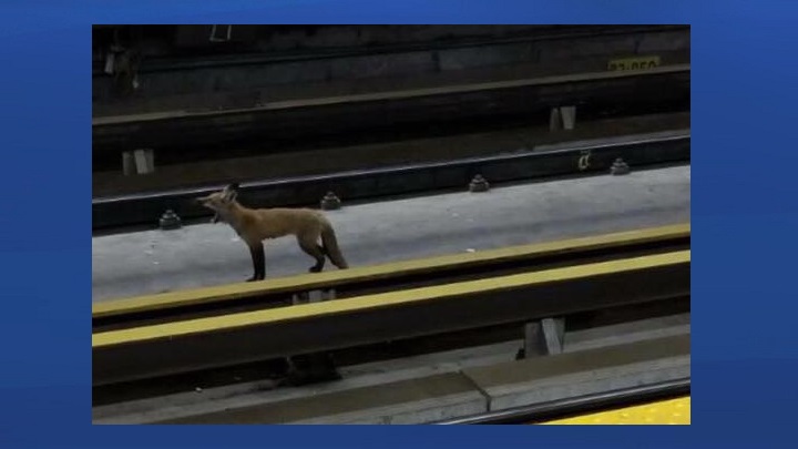 Users on the Spotted: STM Facebook page shared photos of the fox at McGill Metro station.