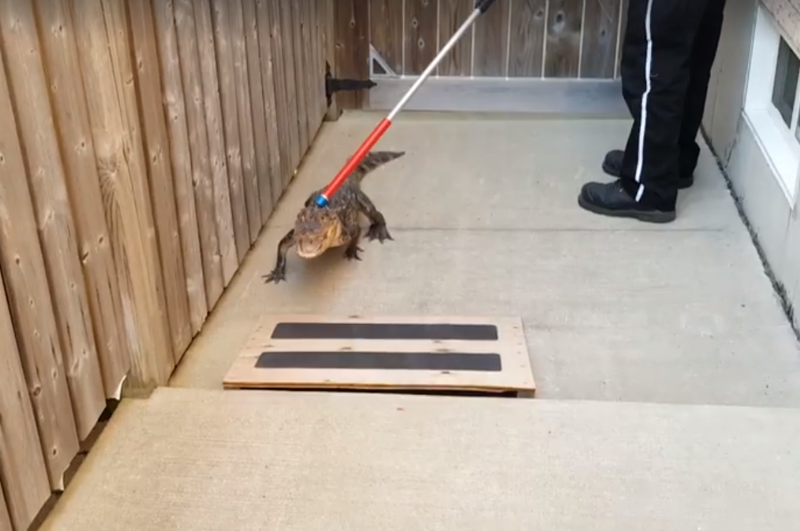An alligator captured in Hamilton is shown in a screengrab from a video posted to Facebook.