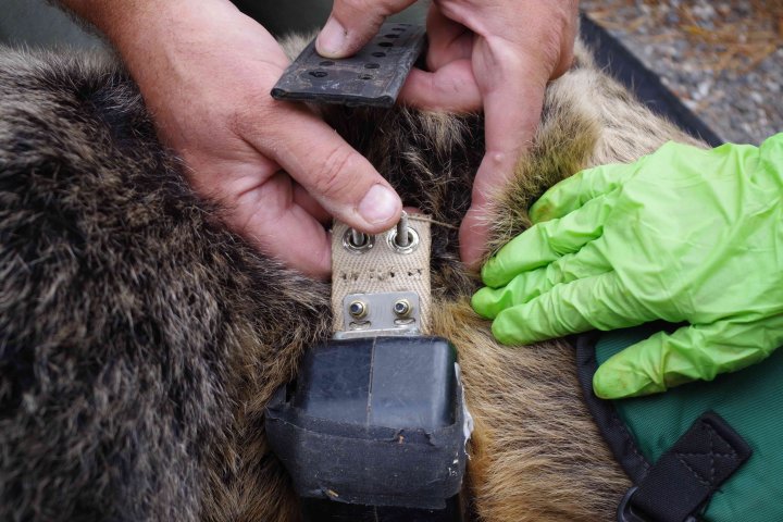 Grizzly bear survives being hit by car travelling 100 km/h near Canmore