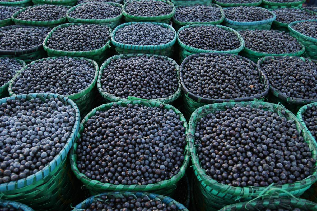 Acai berries