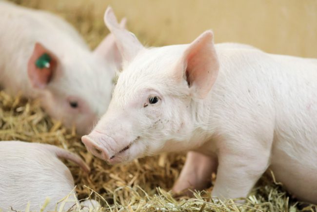 Piglets in a barn in Berlin, Germany, Feb. 6, 2017.