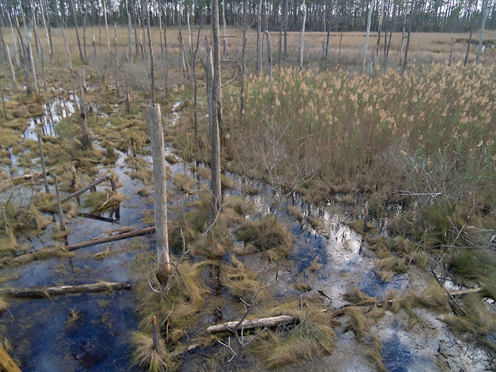 This undated photo shows Phragmites and Spartina marshland expanding into a “ghost forest” in Robbins, Md.