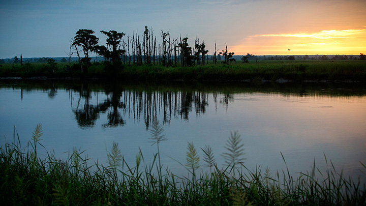 In this July 16, 2017 photo, the sun rises over a “ghost forest” near the Savannah River in Port Wentworth, Ga.