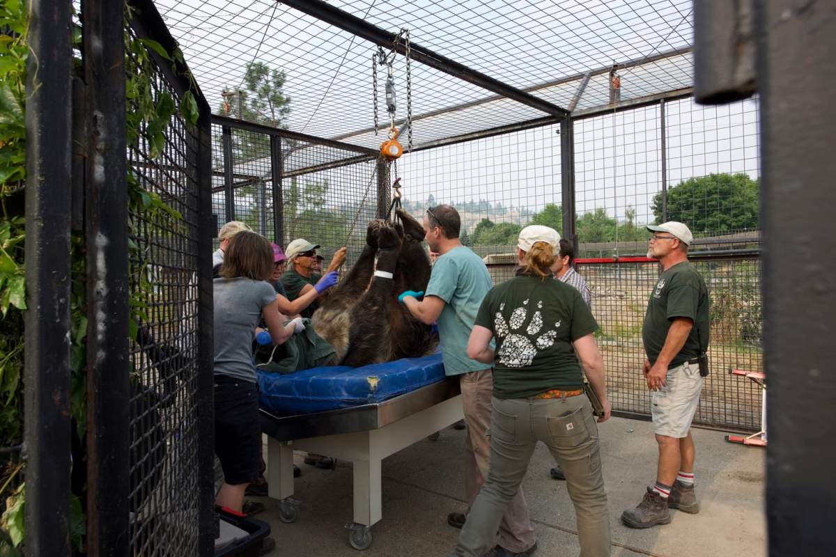 A grizzly bear underwent a root canal at wildfire park in Kamloops.